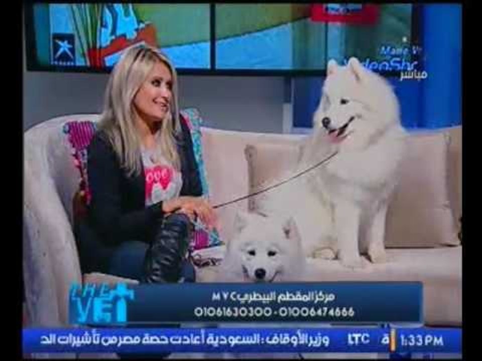 برنامج The Vet | مركز المقطم البيطرى MVC ولقاء مع الاعلاميه شيرين الدميري - 3-2-2017