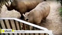Toddler Injured After Falling Into Rhino Enclosure At Florida Zoo