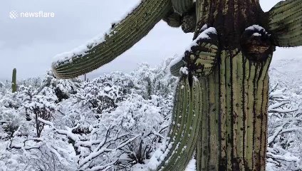 Snow coats cacti in Arizona desert