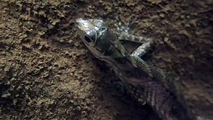 Water Anole Lizard Breathes Underwater