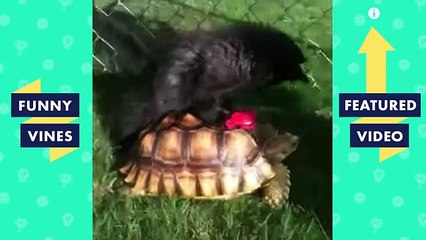 TRY NOT TO LAUGH CATS That Will Make You LAUGH Funny Videos January 2019