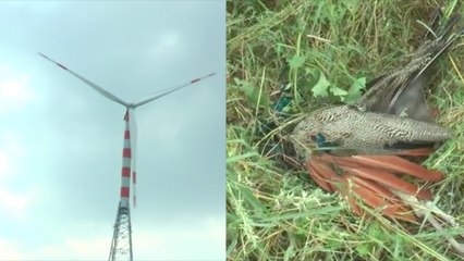 மர்மமான முறையில் இறக்கும்  மயில்கள்