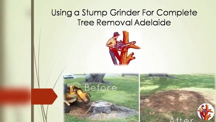 Using a Stump Grinder For Complete Tree Removal Adelaide