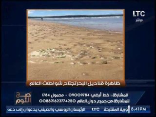 بالصور  .. " صح النوم " يستعرض إنتشار قناديل البحر بشواطئ العالم