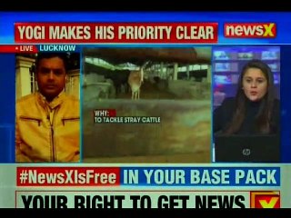 "Cow Cess" Is CM of UP Yogi Government's Idea to Tackle Stray Cattle