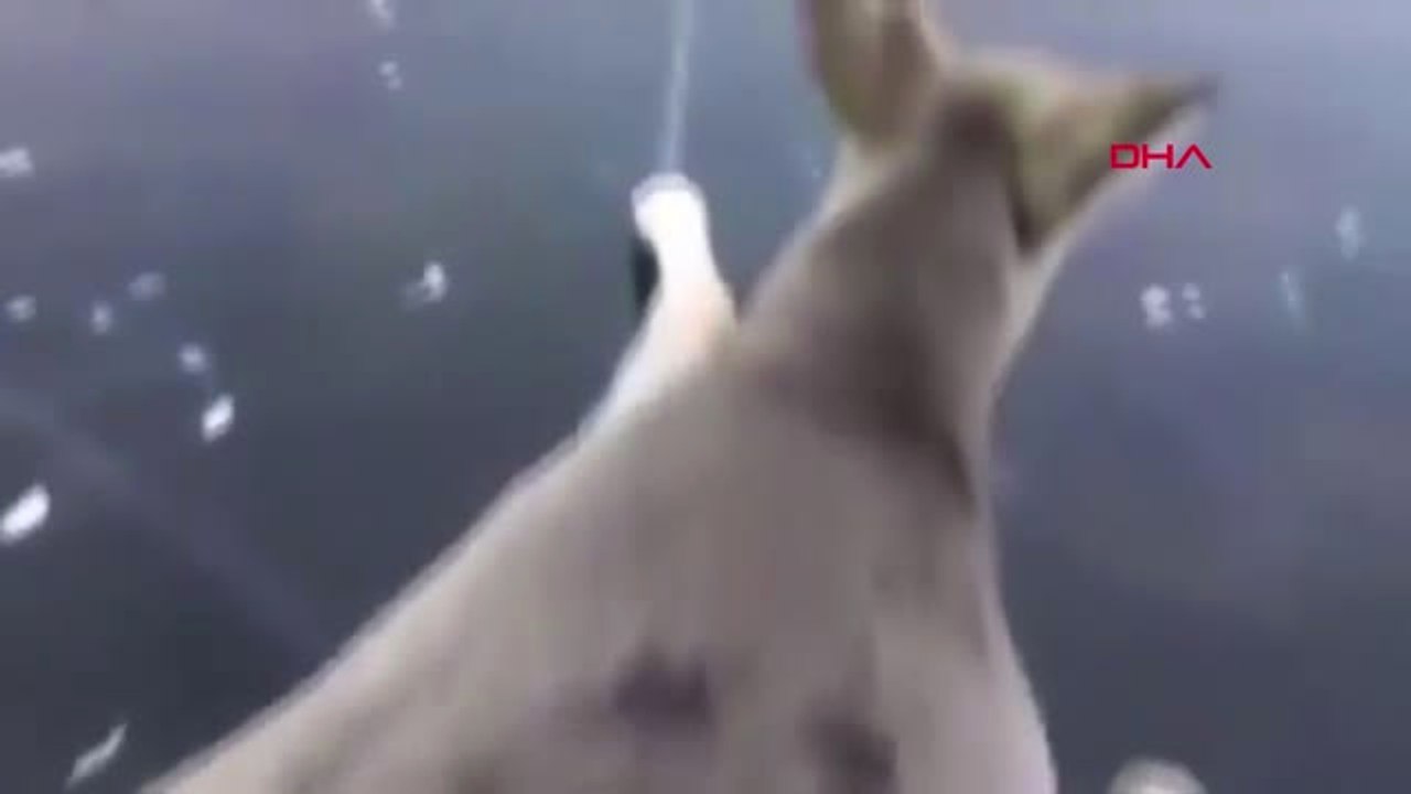 Dha Dış - Buz Tutan Gölde Mahsur Kalan Karacanın İmdadına Balıkçı Yetişti