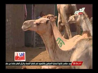 نقرير .. الجمال بين حقيقة إنتقال مرض الكورونا منها إلى الإنسان وحملها للفيروس