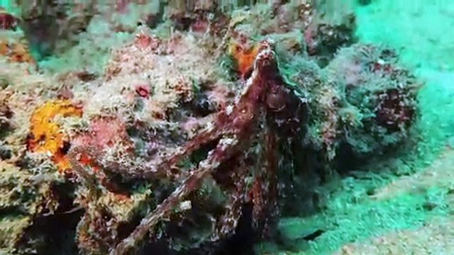Octopus Walking Along the Ocean Floor