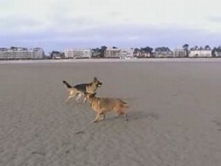 Berger Allemand - Cooper & Stella à la Baule !