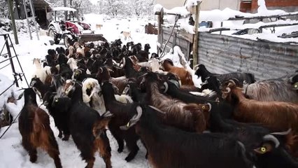 Giresunlu Çiftçiler Karla Mücadele Ediyor