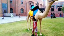 Grand Jamia Mosque Bahria Town Lahore | Tulip video tube