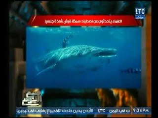 شاهد أول قصة لسمكة قرش منحرفة مش هتصدق الي هتسمعه