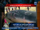 فيديو لحظة خروج حوت نافق طوله 15 متر علي شاطئ الاسكندريه