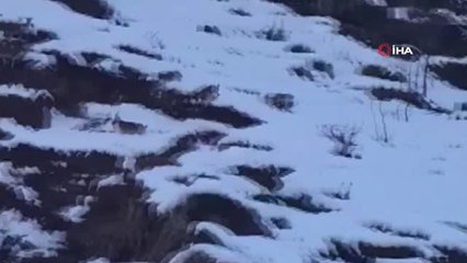 Köpekler Yaban Keçilerine Saldırdı