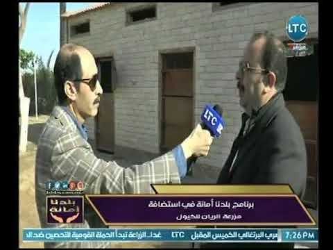 صاحب مزرعة خيول : العائلة المالكة فى السعودية والإمارات هم الأكثر دعماً للخيول فى الوطن العربي