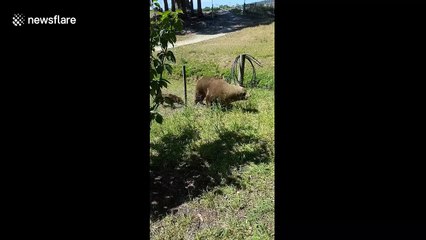 Sea lion clambers for shade in garden as temperatures soar in southern Australia