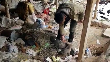 Donmak üzere olan yavru köpeklere şefkat eli - KAYSERİ
