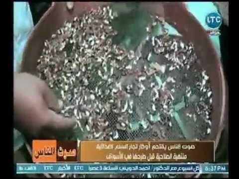 صوت الناس - كاميرا صوت الناس ترصد لحظة اقتحام مخازن لـ تجارة المكسرات الفاسدة وبيعها مرة أخري