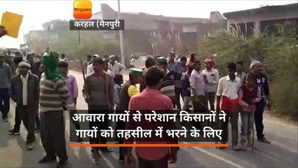 मैनपुरी में गायों को स्कूल में भरने के लिए हंगामा