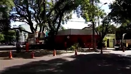 Corte de galhos tumultua trânsito na Rua Recife