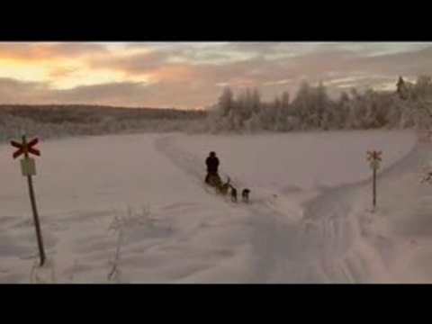 raid avec des alaskans husky en laponie en suéde