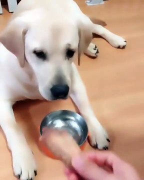 Un homme trolle un chien, un autre chien vient s'en occuper ! « Arrête tes bêtises, humain »