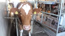 Süt Üreticisi, Süt Fiyatlarının Tekrar Gözden Geçirilmesini İstiyor