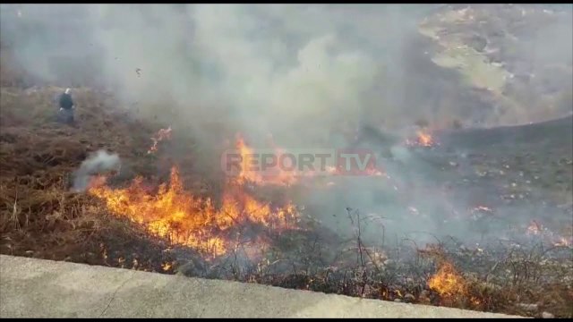 Përfshihet nga flakët një masiv pyjesh në Malësinë e Krujës, dyshohet zjarr i qëllimshëm