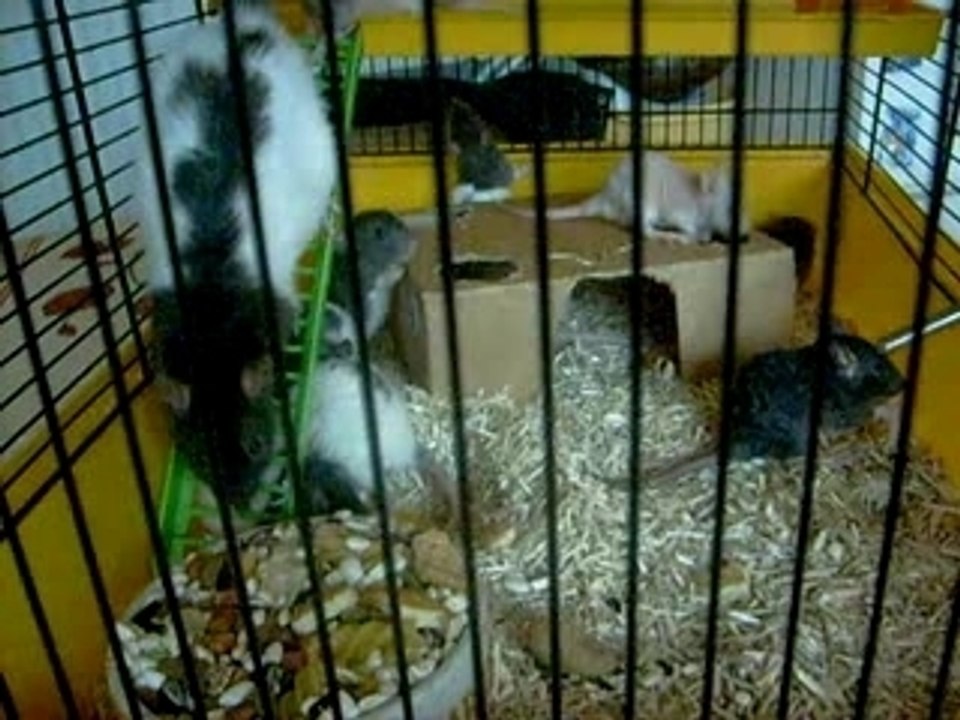 les bibous de Ange le 03.01.2008