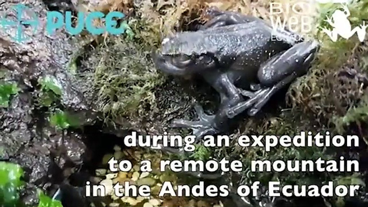 New Tree Frog Species Discovered In The Andes Mountains Of Ecuador