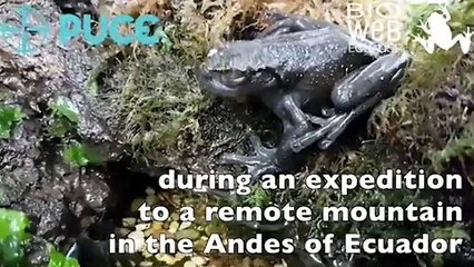 New Tree Frog Species Discovered In The Andes Mountains Of Ecuador