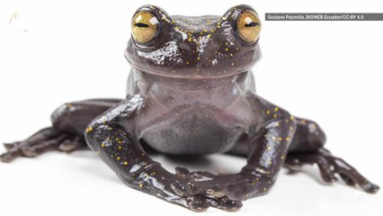 New Species of Frog Discovered With Weird Claw Thumb