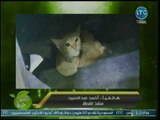 صاحب محل قطع غيار سيارات يكشف كواليس إنقاذه قطة وأولادها من الموت