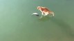 Ce chat essaye désespérément d'attraper un poisson pris dans la glace