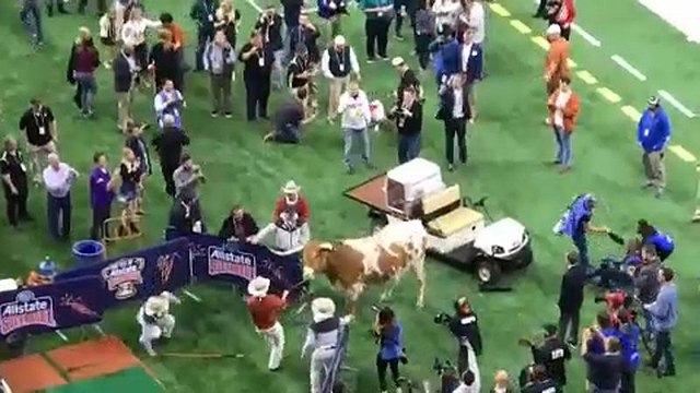 PETA призывает отказаться от талисманов-животных