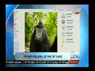 بالصور.. صورة سيلفي يلتقطها قرد لنفسه تثير أزمة بموقع ويكيبيديا لسرقة حقوق ملكيتة !