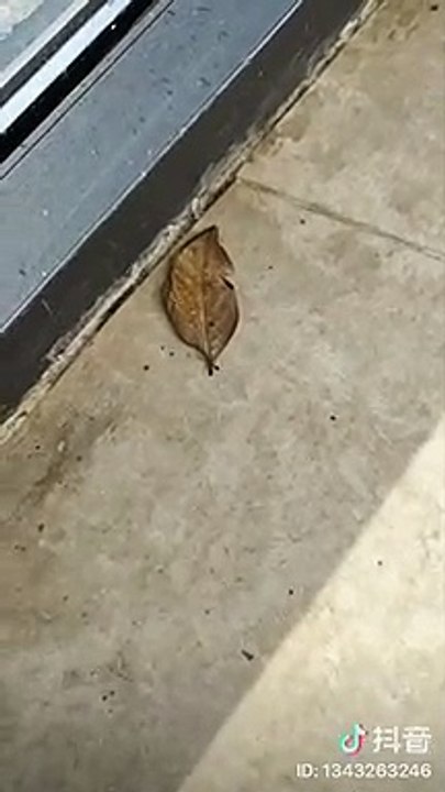 Feuille morte surprenante