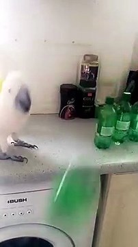 Ce perroquet fait le recyclage des bouteilles en plastique !