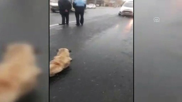 Zabıta ekipleri, yaralı köpek için yolu trafiğe kapattı - ŞANLIURFA