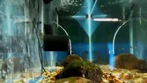 EPCAMR's Brook Trout Tank Live Stream 1/3/19 Alevin in the tank
