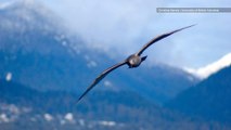 Gull ‘Wing Morphing’ Could Be the Future of Airplane Tech