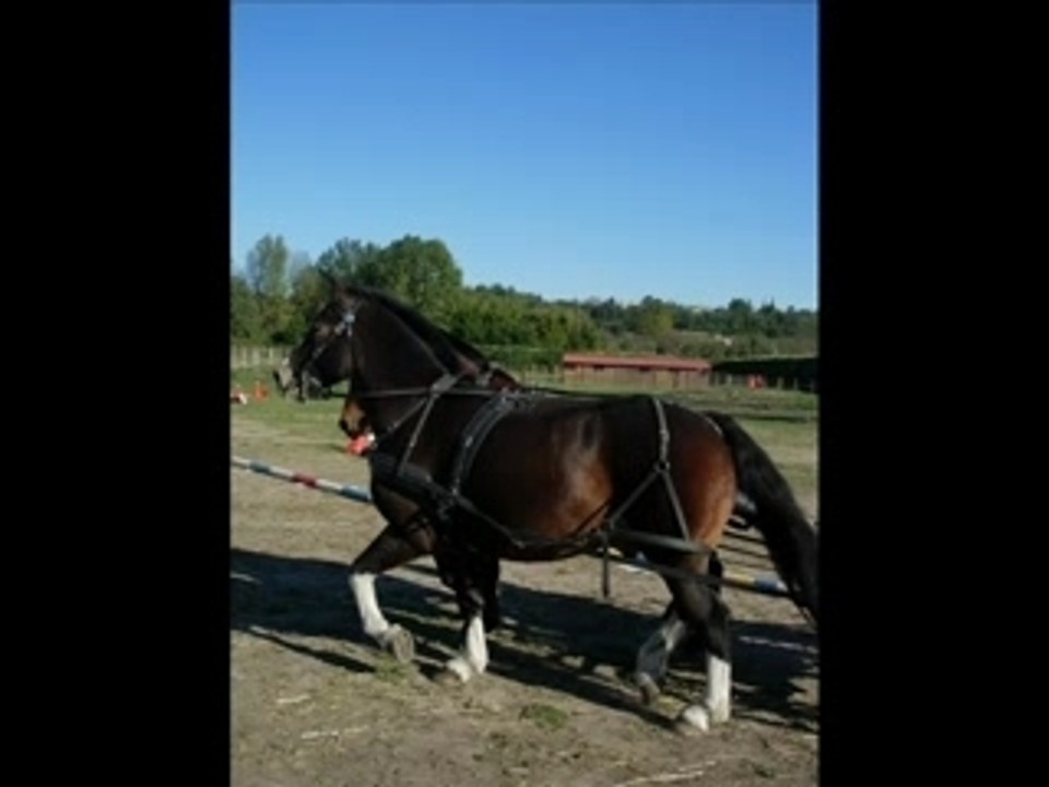 ATTELAGES AU HARAS NATIONAL D'UZES_0001
