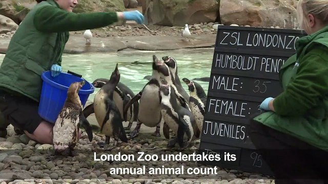 Animal count takes place at London Zoo