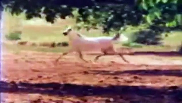 Arabian Horses - Most Beautiful in the World