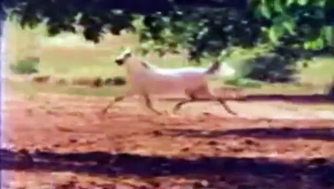 Arabian Horses - Most Beautiful in the World