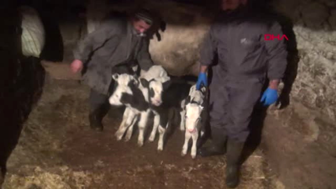 İzmir'de Holstein Cinsi İnek Dördüz Buzağı Doğurdu