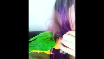 Funny Parrots and Cute Birds Compilation #49