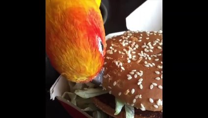 Funny Parrots and Cute Birds Compilation #43 - 2018