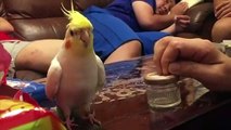 Funny Parrots and Cute Birds Compilation #48 - 2018