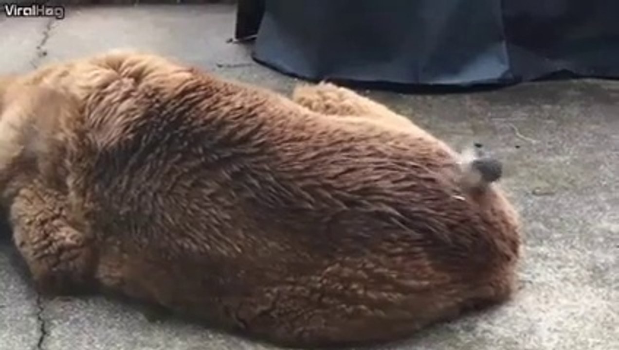 Un oiseau en mode coiffeur sur le dos du chien... trop drôle